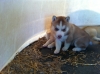 AKC SIBERIAN HUSKY PUPS